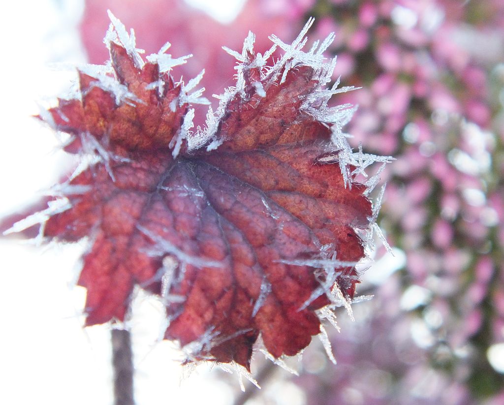 blatt_mit_frost.jpg