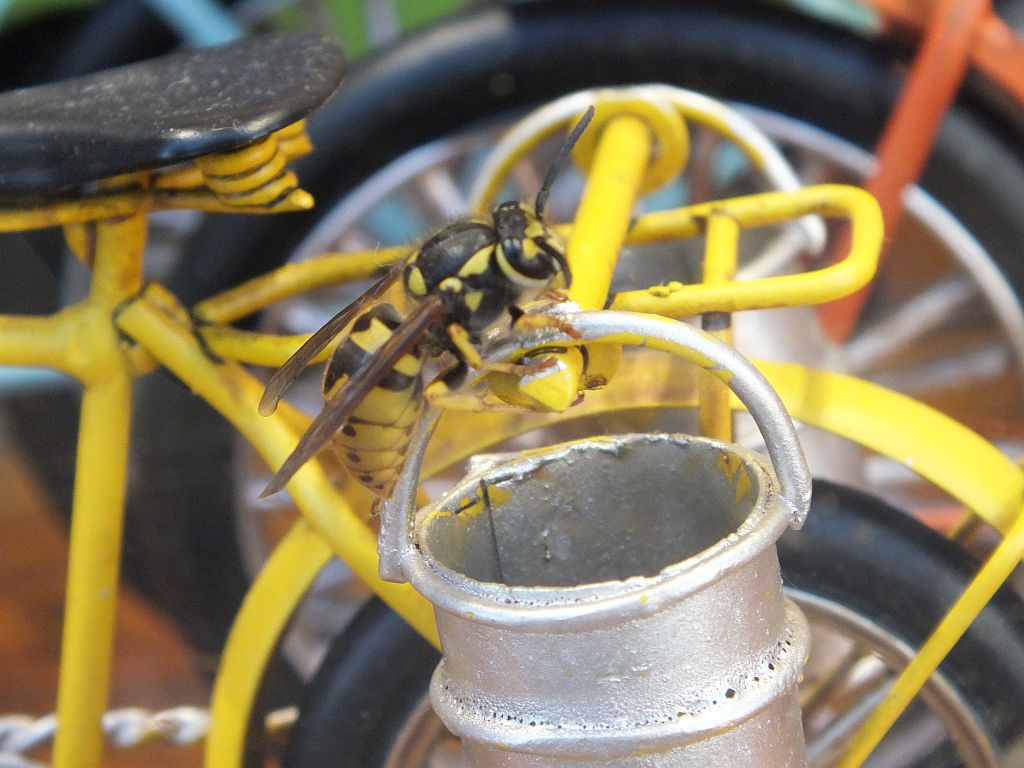 wespenfahrrad.jpg