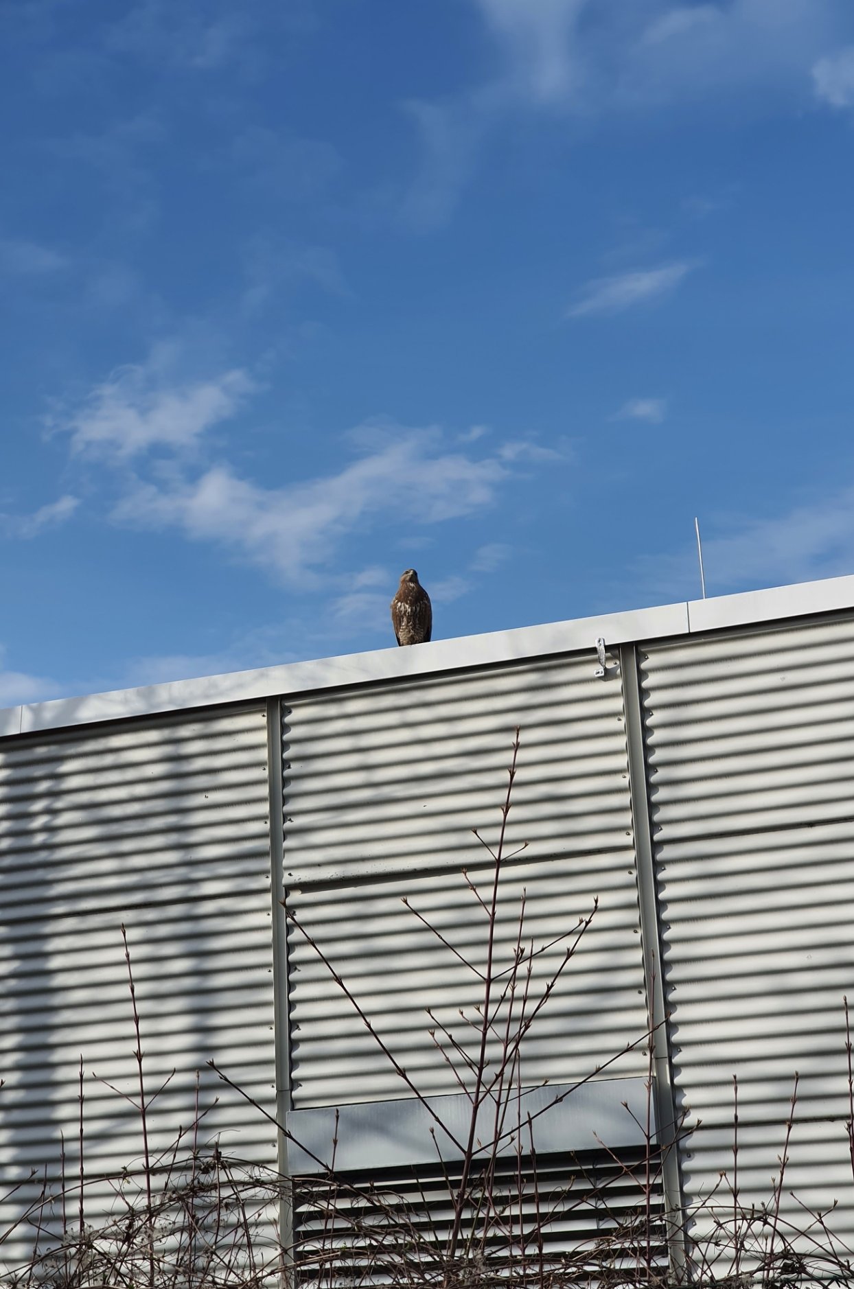 vogel_auf_dachkante_12.jpg