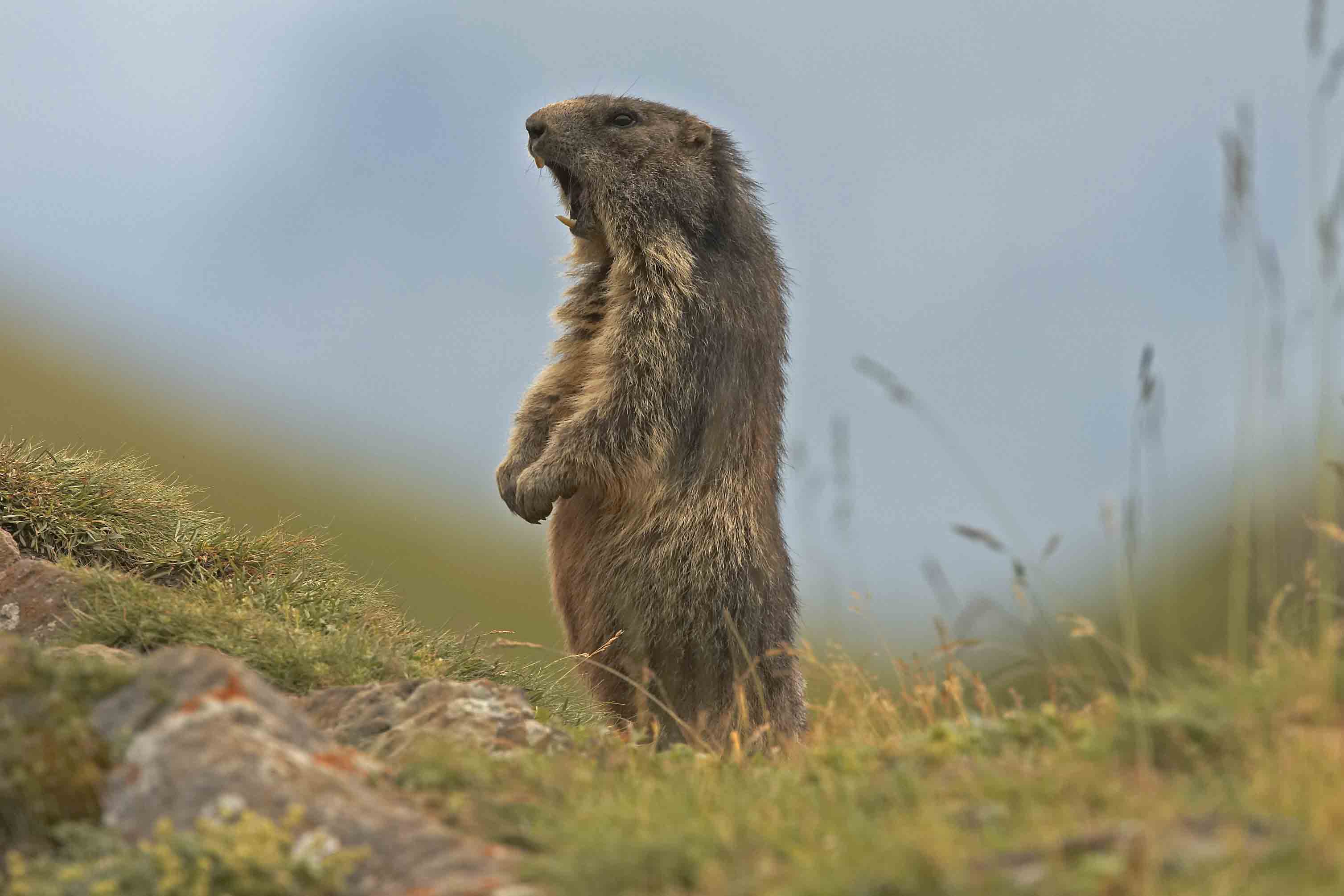 murmeltier_bearb.jpg